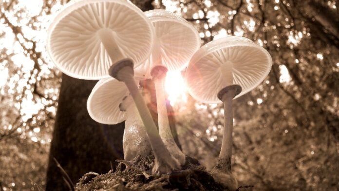 Ways to Distinguish Between Delicious Mushrooms and Harmful Mushrooms