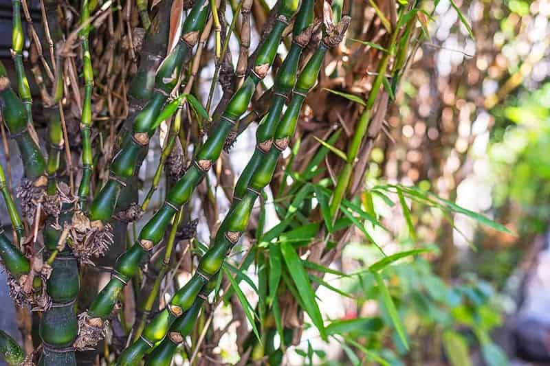 Bamboo Trees For Sale – Buying & Growing Guide