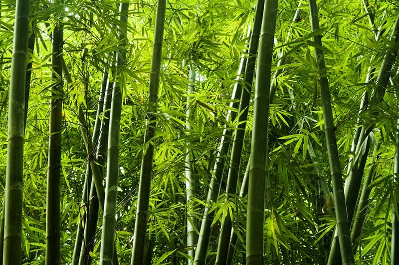 Bamboo Trees For Sale – Buying & Growing Guide