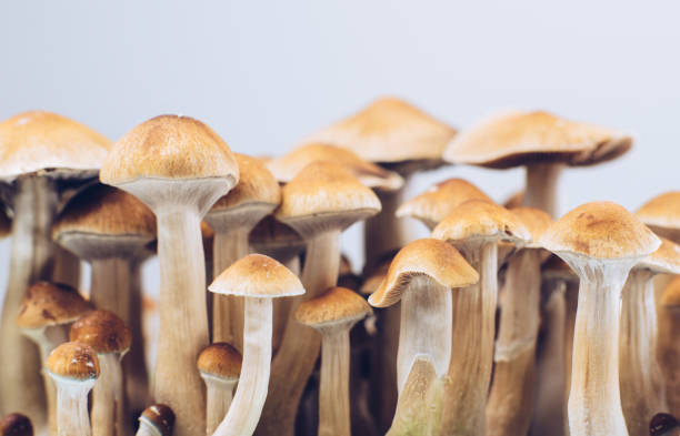 What You Should Know About Golden Teacher Mushrooms