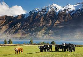 New Zealand plans to tax emissions from livestock burps and dung