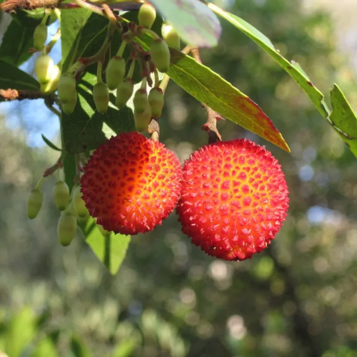 Strawberry Tree Pros and Cons: A Comprehensive Analysis